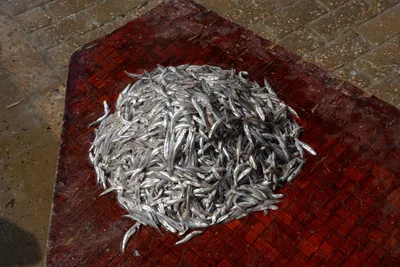 DSC_7574 (Large).JPG